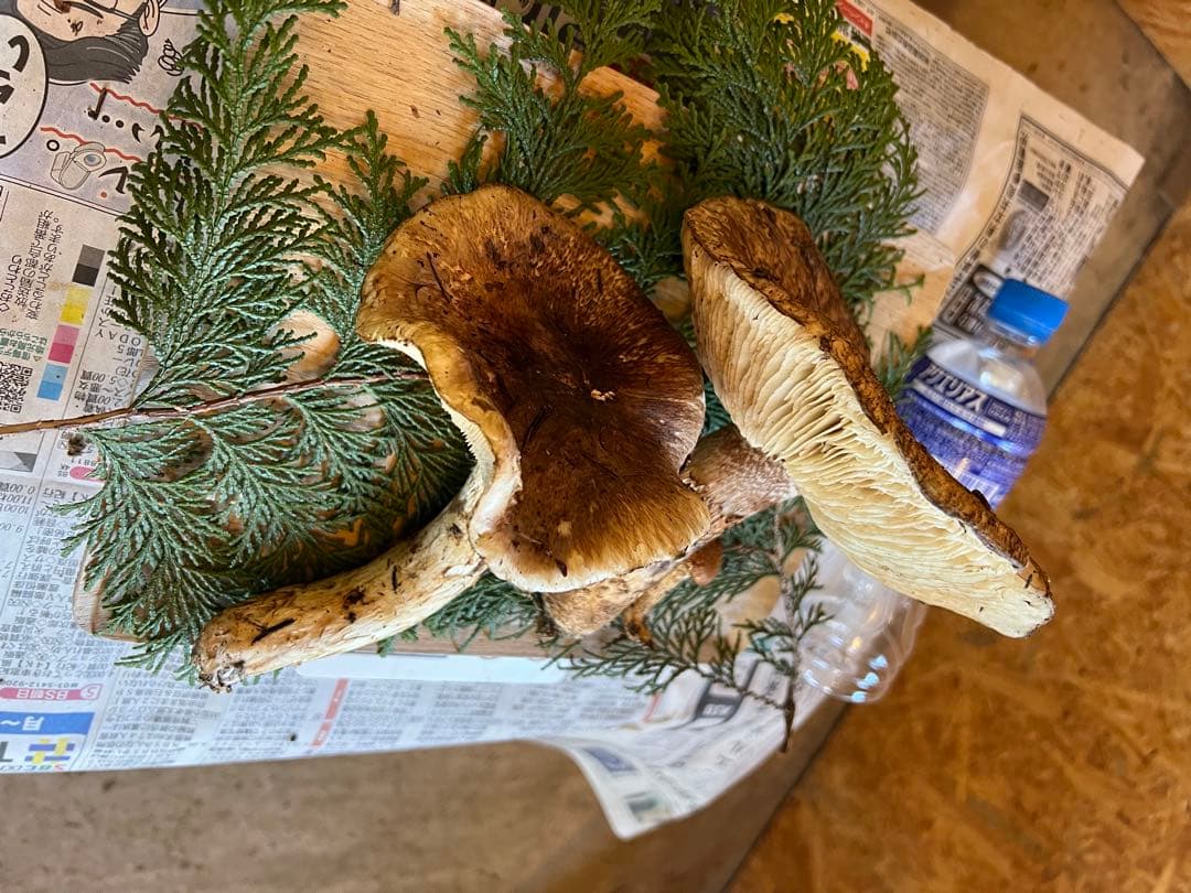 【訳あり】　10月23日　信州産　長野県産　松茸　302g 2本　辰野産　最終