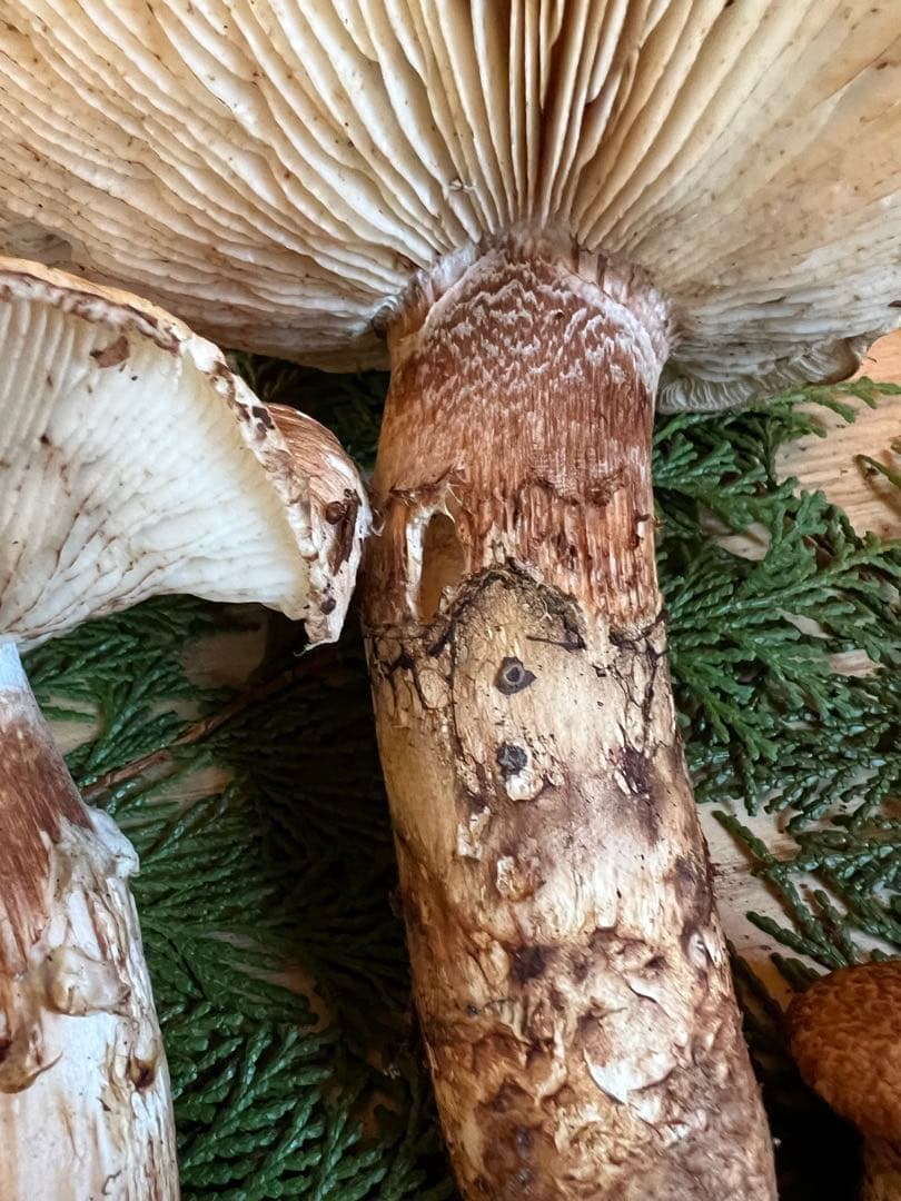 【訳あり】　10月23日　信州産　長野県産　松茸　302g 2本　辰野産　最終