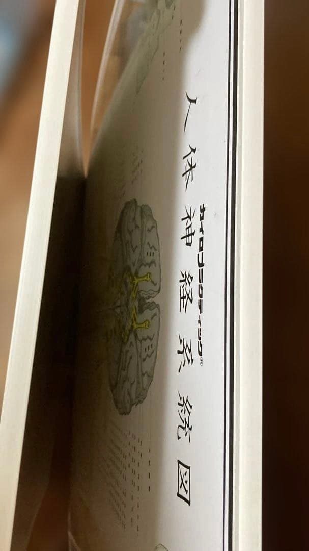 カイロプラクティック　人体神経系統図パネル 自律神経系統図パネル2枚セット