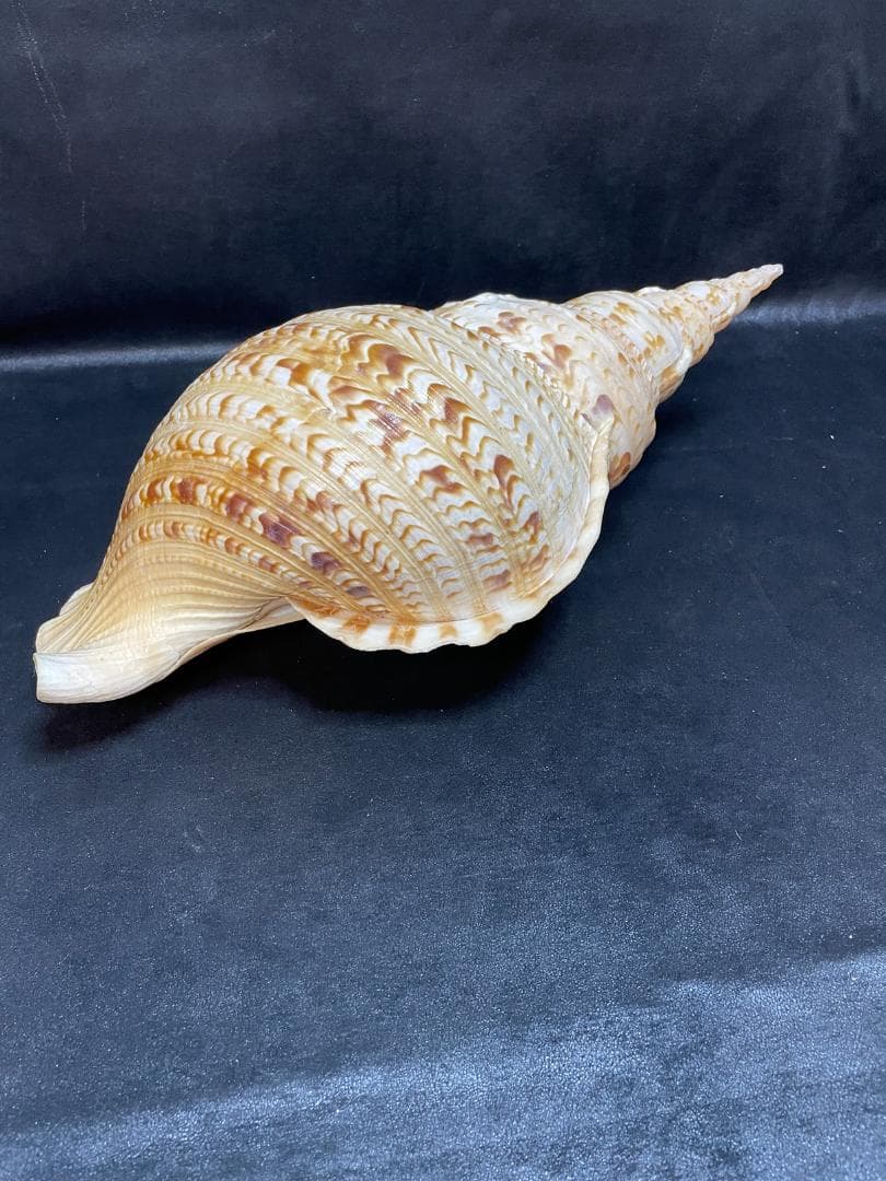 法螺貝　特大ホラ貝　新鮮な法螺貝　大きいサイズ　K001005