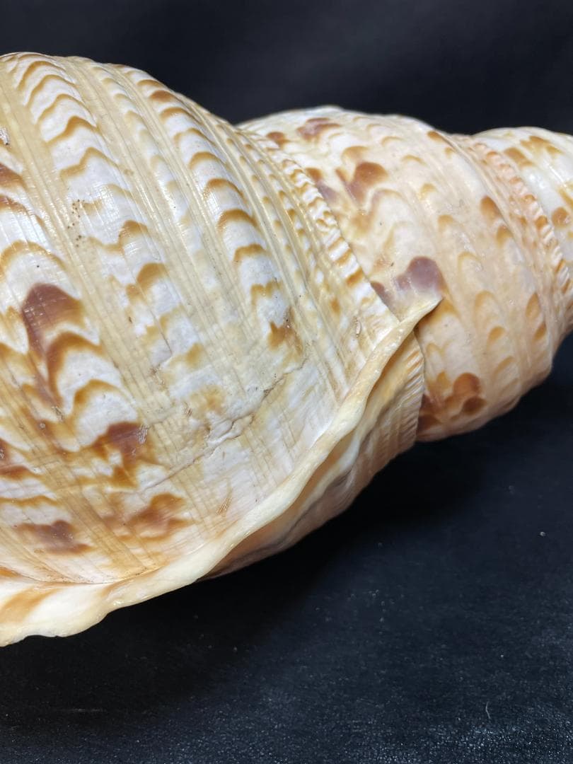 法螺貝　特大ホラ貝　新鮮な法螺貝　大きいサイズ　K001005