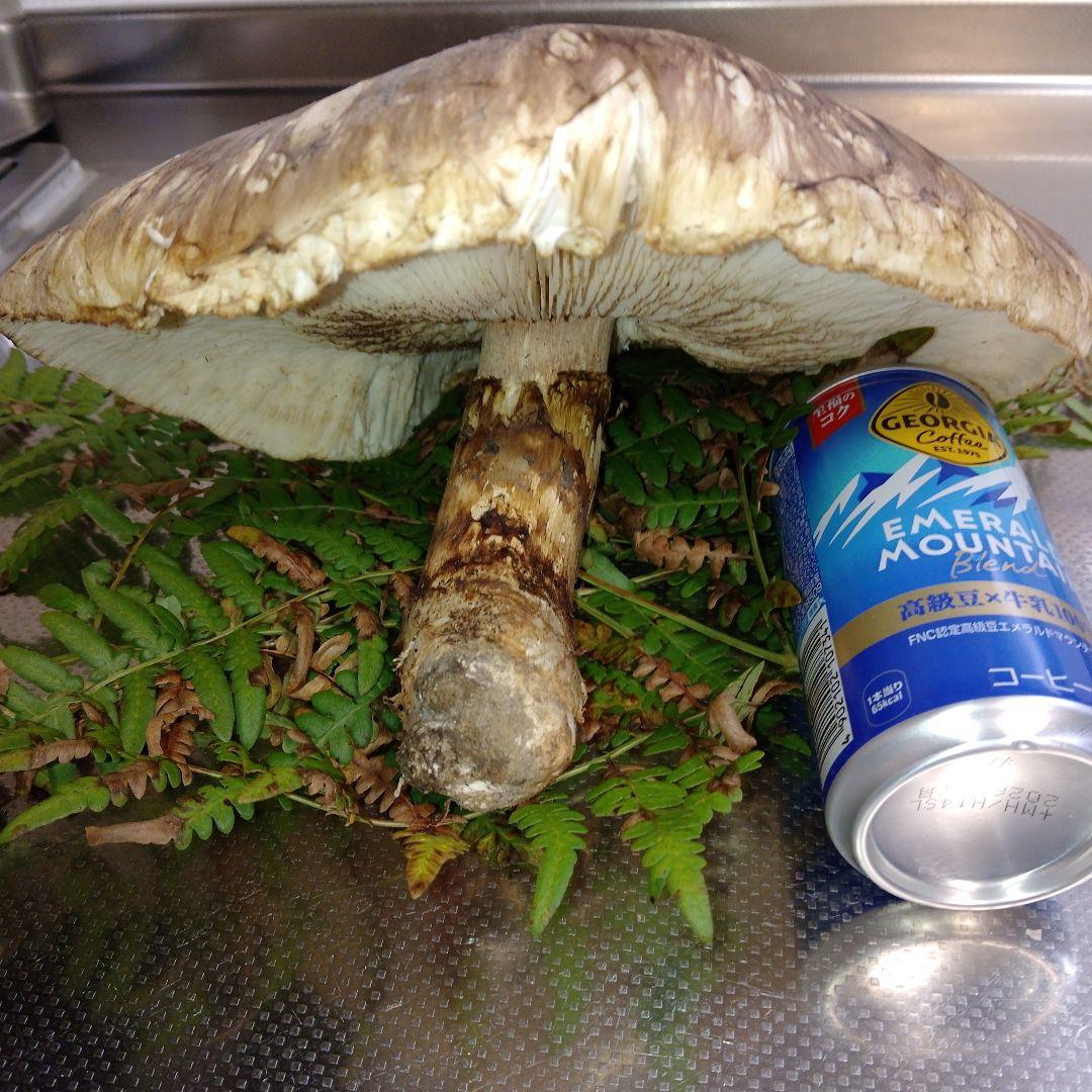 イ*チ様 ✿大きな大きな巨大松茸470グラム❀