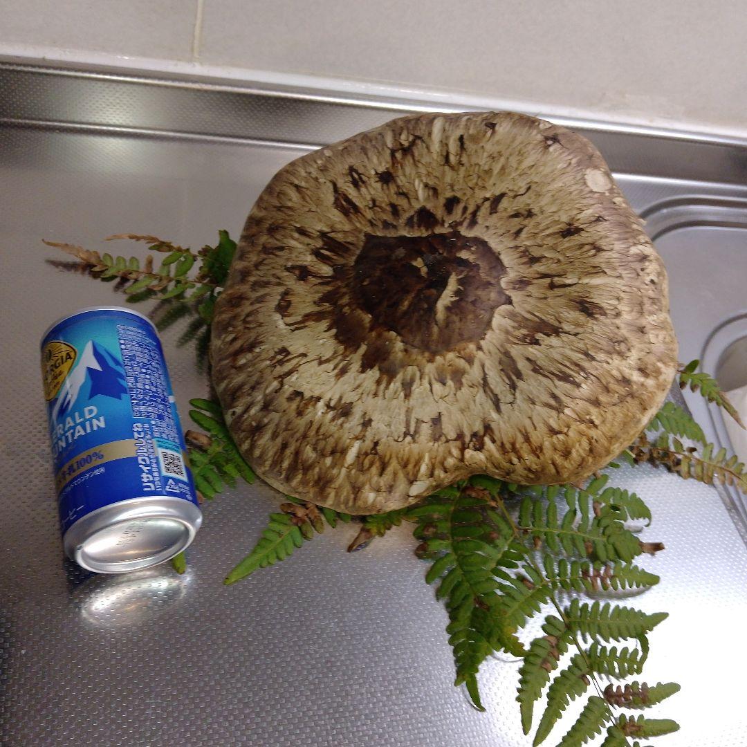 イ*チ様 ✿大きな大きな巨大松茸470グラム❀