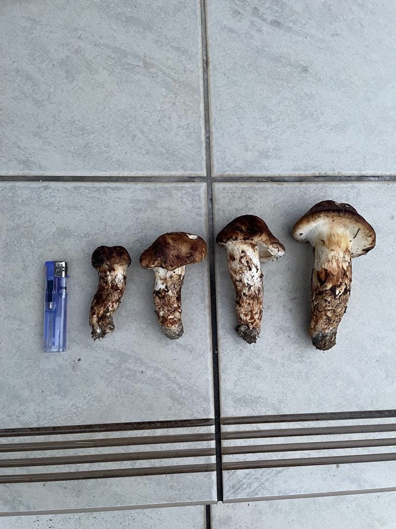 採れたて広島県産　10月25日　採取　松茸　4本　260グラム