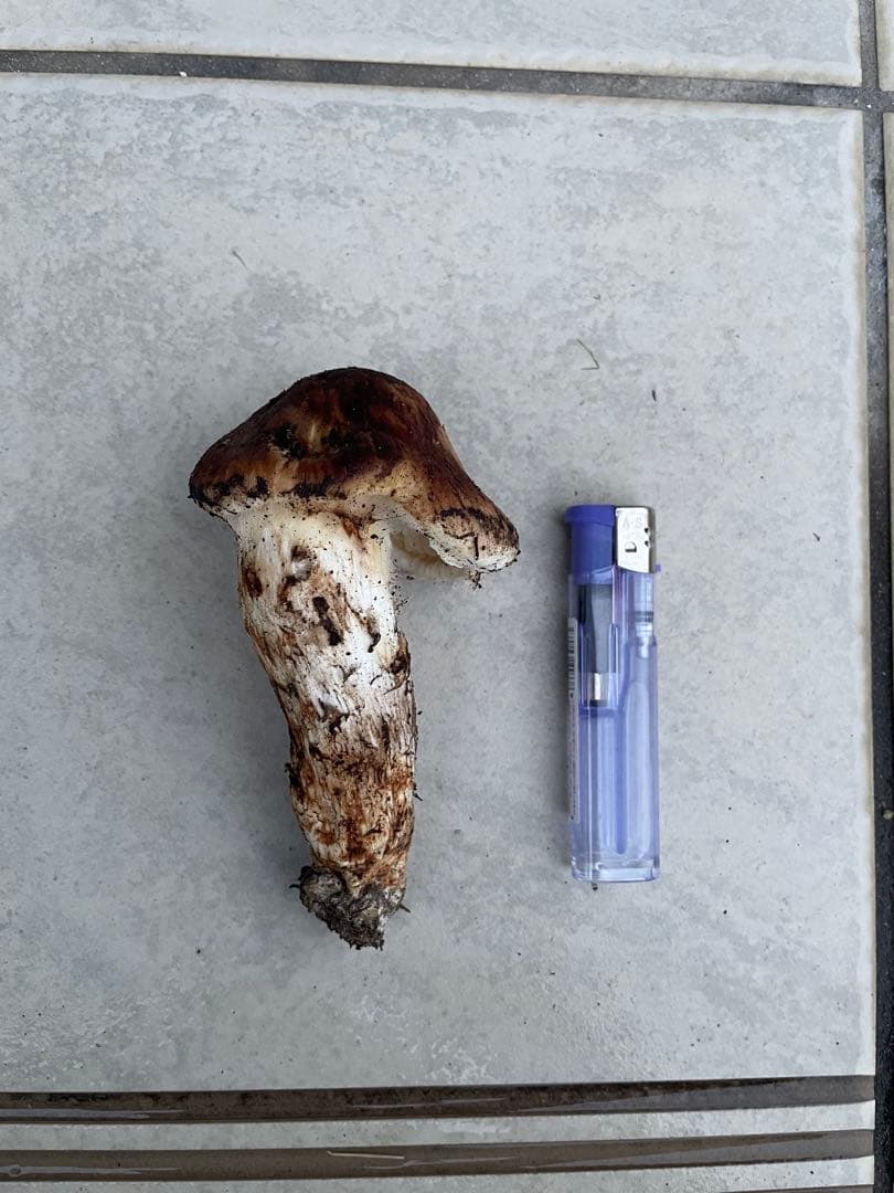 採れたて広島県産　10月25日　採取　松茸　4本　260グラム