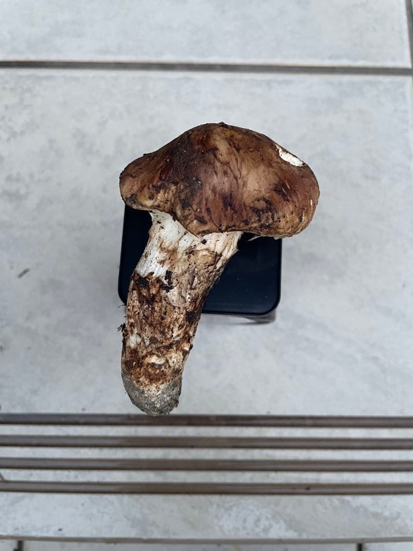 採れたて広島県産　10月25日　採取　松茸　4本　260グラム