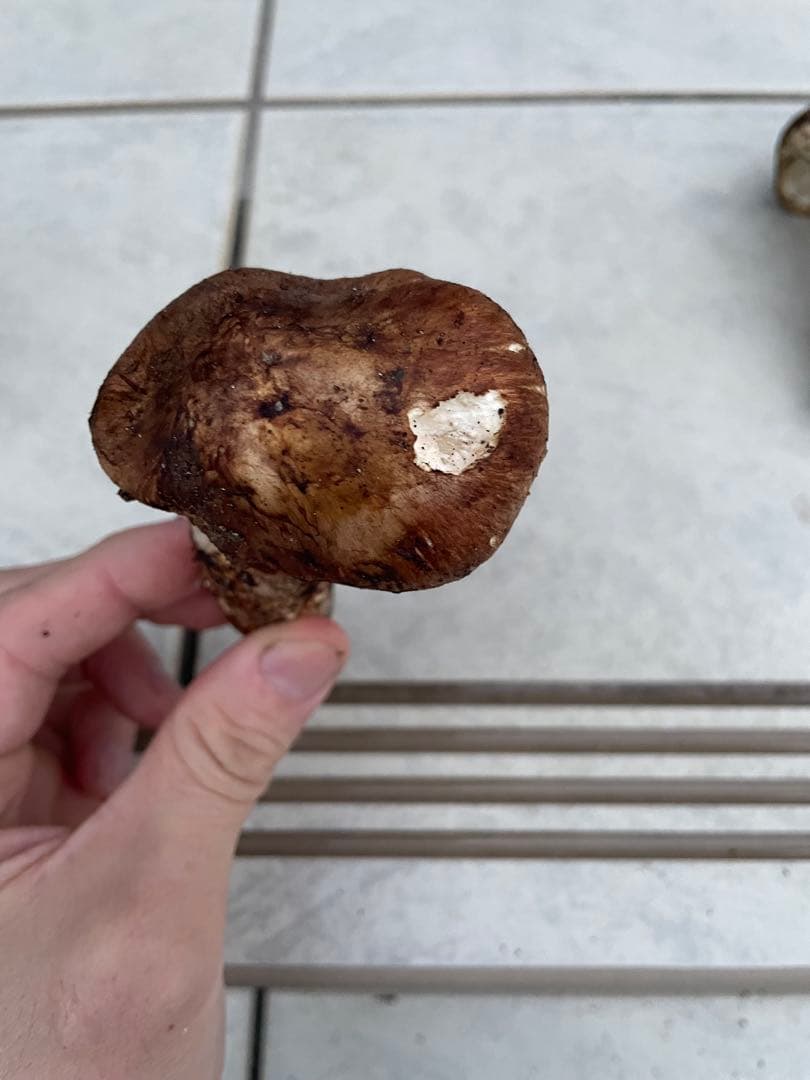 採れたて広島県産　10月25日　採取　松茸　4本　260グラム