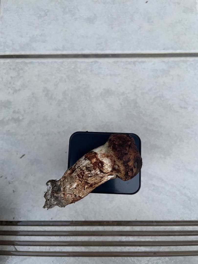 採れたて広島県産　10月25日　採取　松茸　4本　260グラム