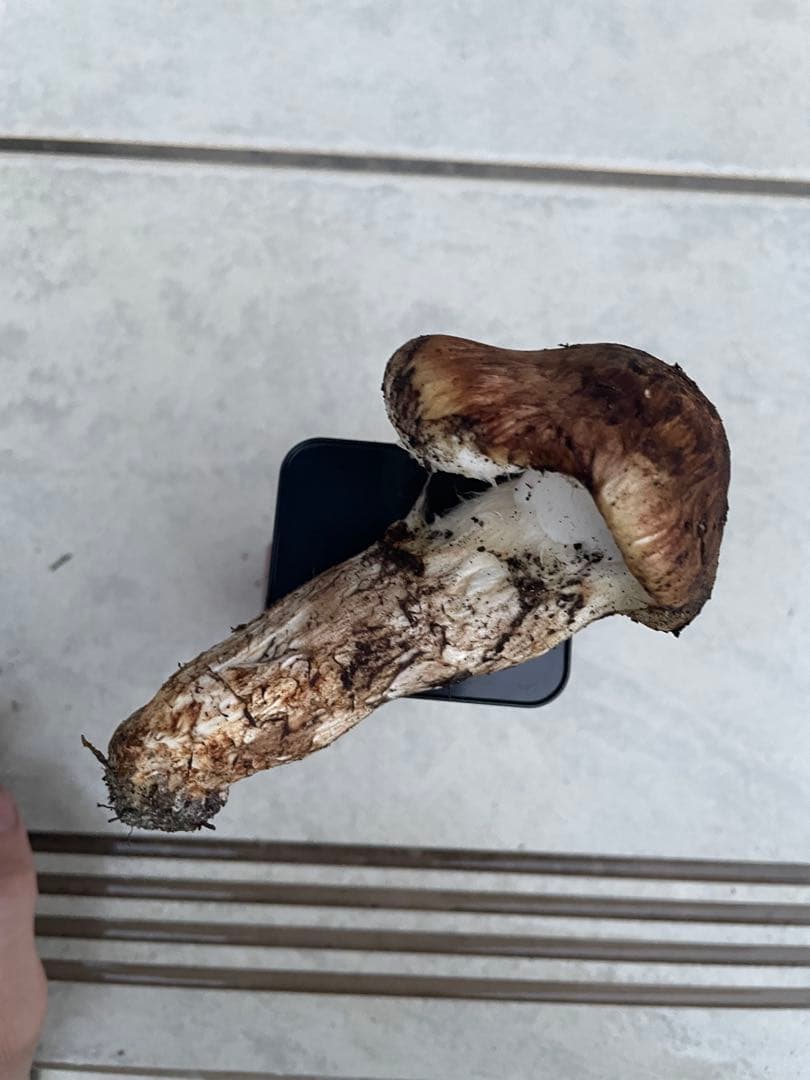 採れたて広島県産　10月25日　採取　松茸　4本　260グラム