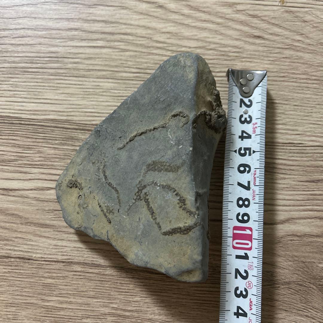 化石　爬虫類　ノジュール