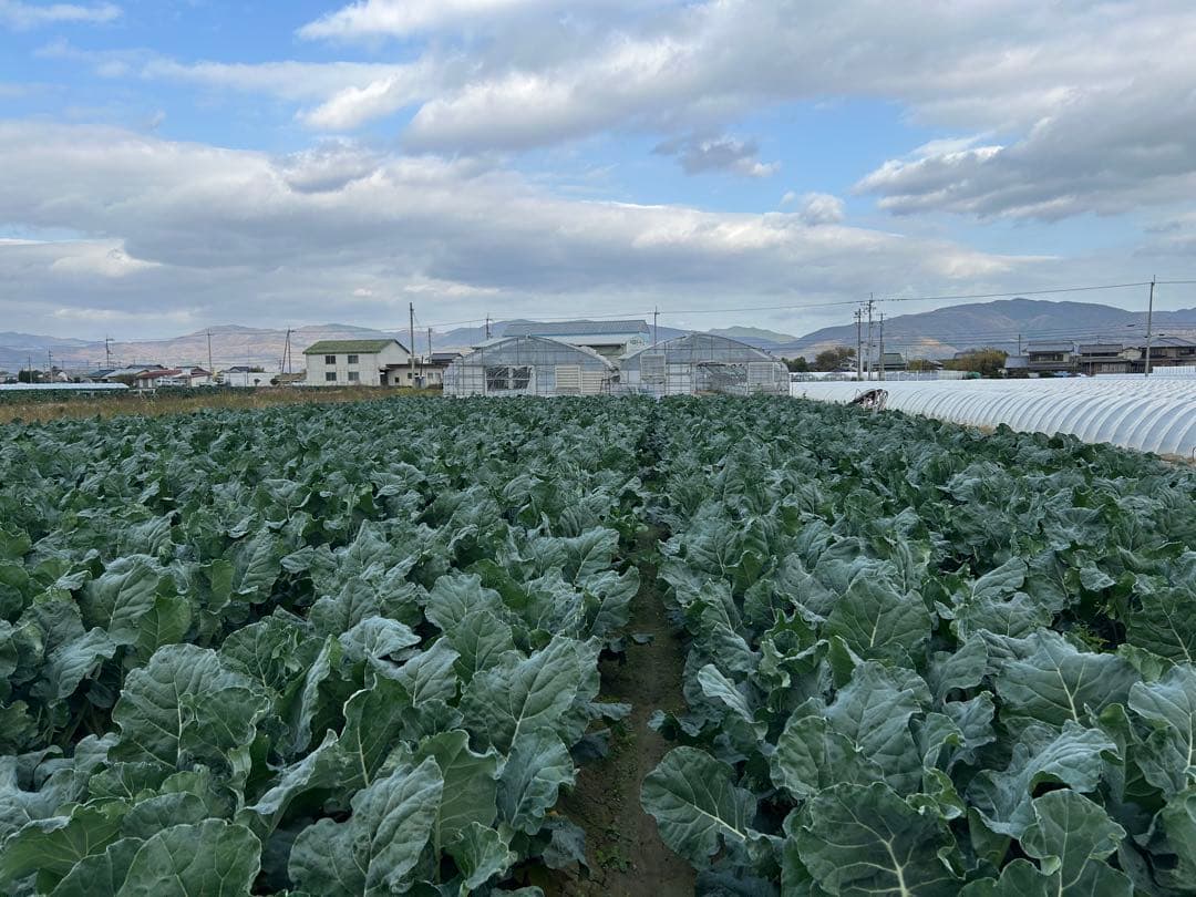 徳島県産 ブロッコリー 約15キロ のび太正直屋商店