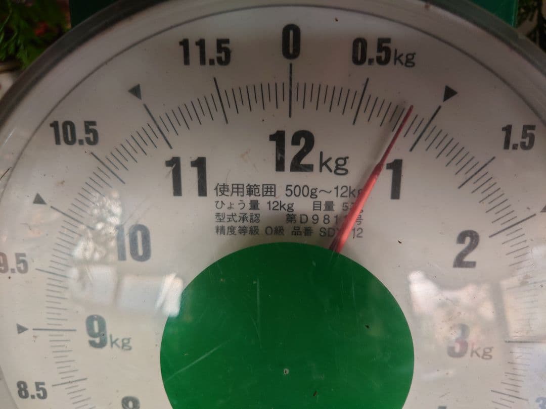 松茸　国産　岐阜県産800g 松竹梅様　確認専用