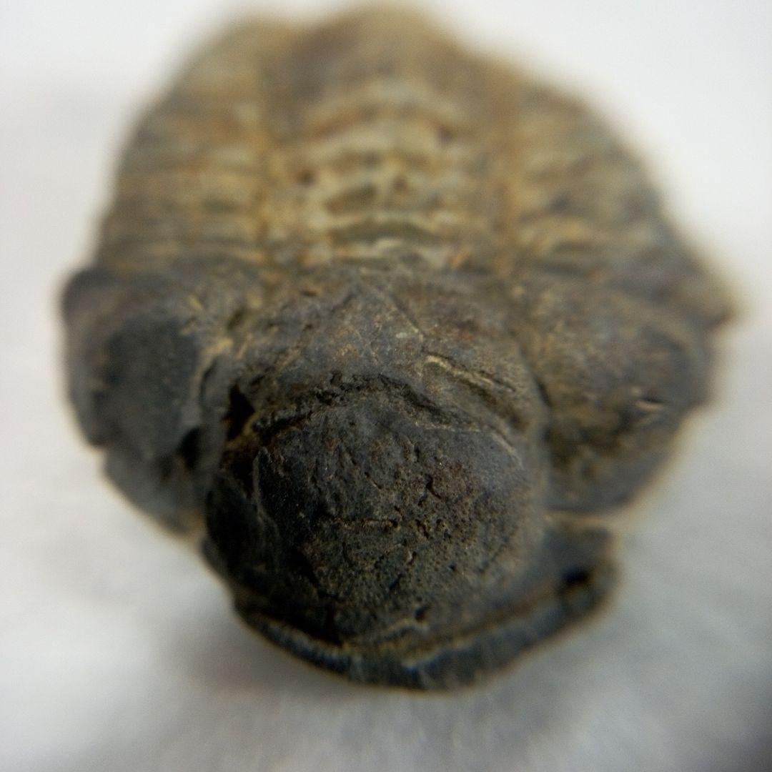 三葉虫　化石　三葉虫化石　究極のレトロ　fossil　ボリビア産　化石管理番号⑧