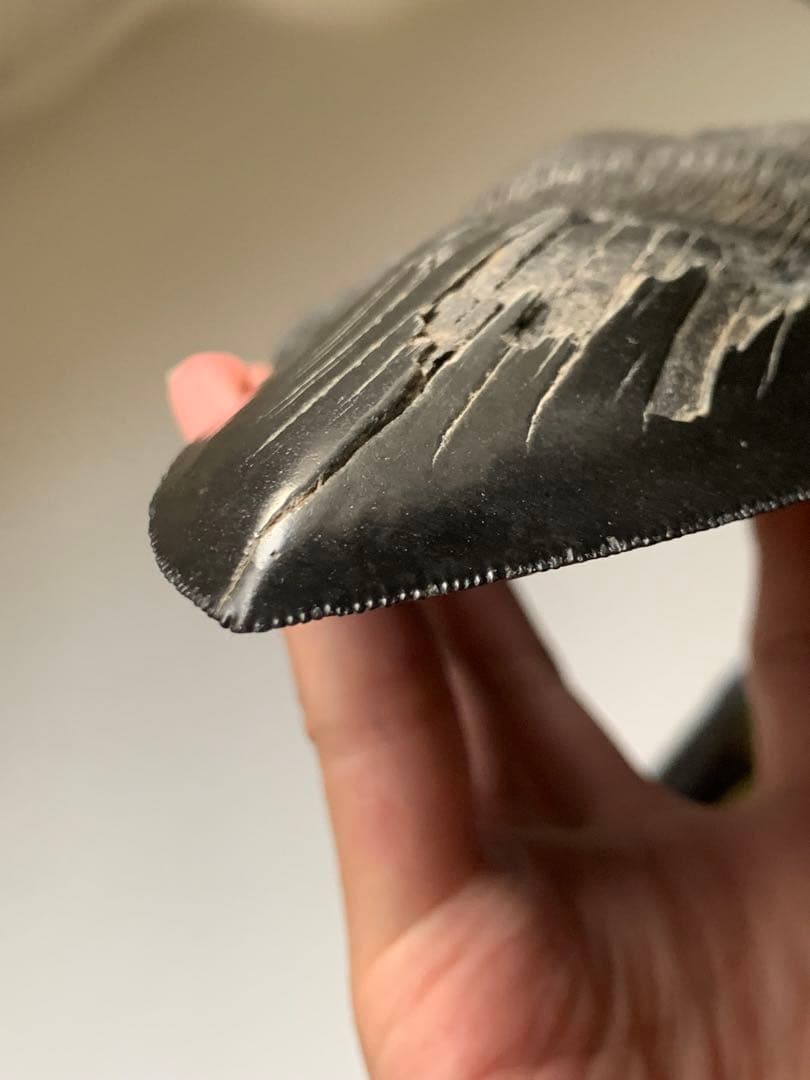 最大級　メガロドン　化石　サメの歯　463g　隕石　恐竜　爪　牙　三葉虫　骨