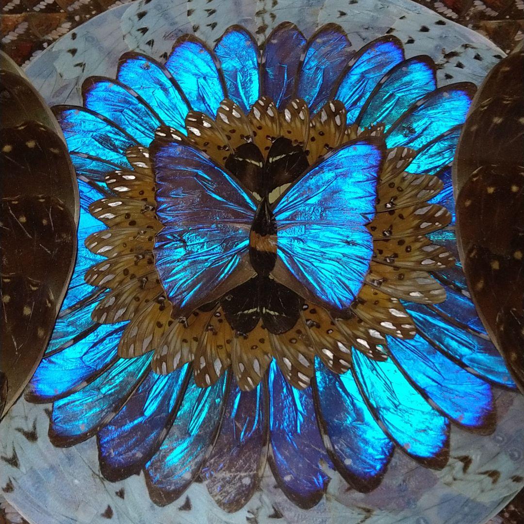 モルフォ蝶の羽アート絵