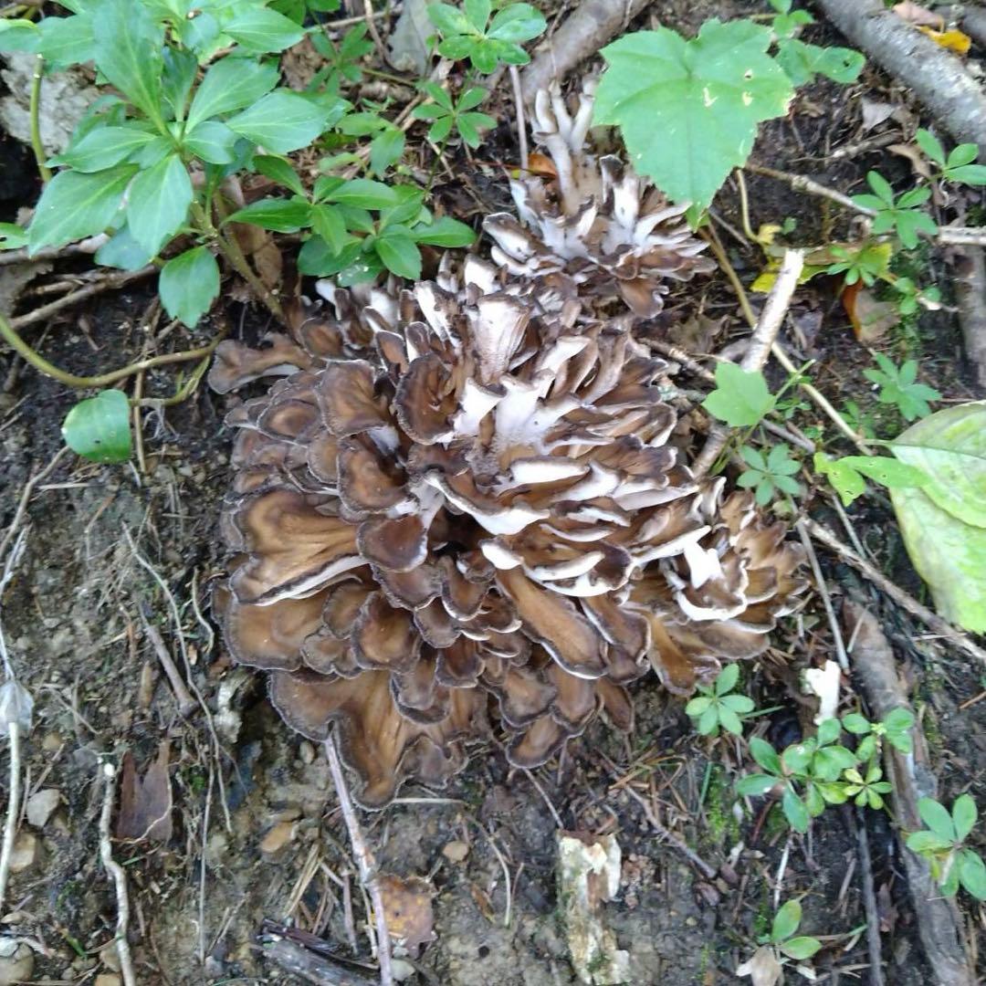 天然キノコ 黒マイタケ 1.5キロ超 上物　採れたて 小分け可能！