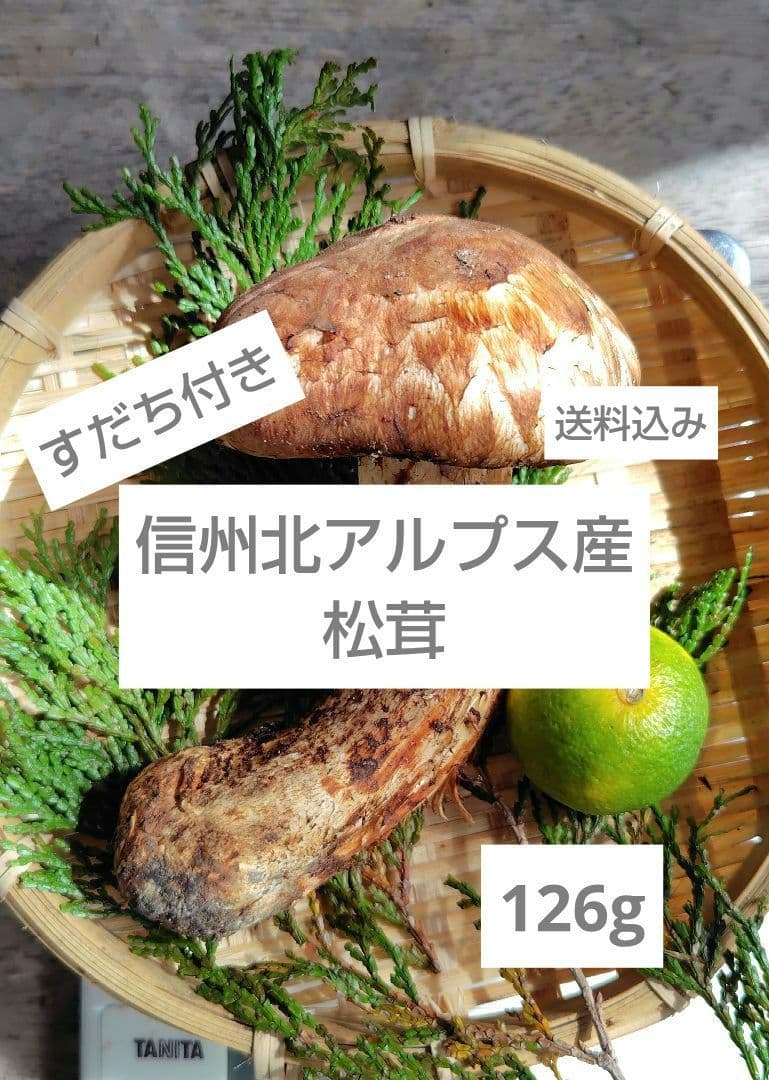 最上！ 松茸 126g すだちつき 信州 北アルプス産 天然きのこ 長野 国産
