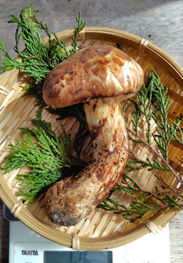 最上！ 松茸 126g すだちつき 信州 北アルプス産 天然きのこ 長野 国産