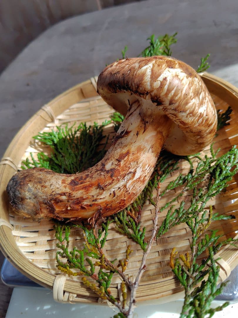 最上！ 松茸 126g すだちつき 信州 北アルプス産 天然きのこ 長野 国産