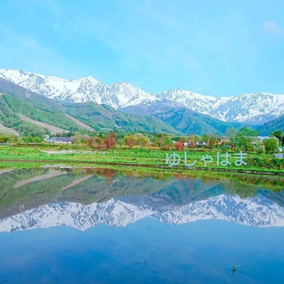 最上！ 松茸 126g すだちつき 信州 北アルプス産 天然きのこ 長野 国産