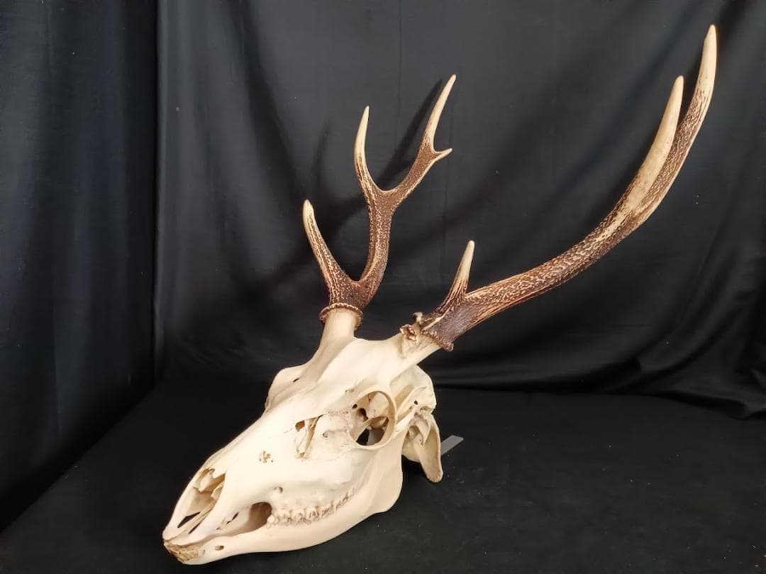 【角付き骨格標本】種名　ニホンジカ　♂　58Kg