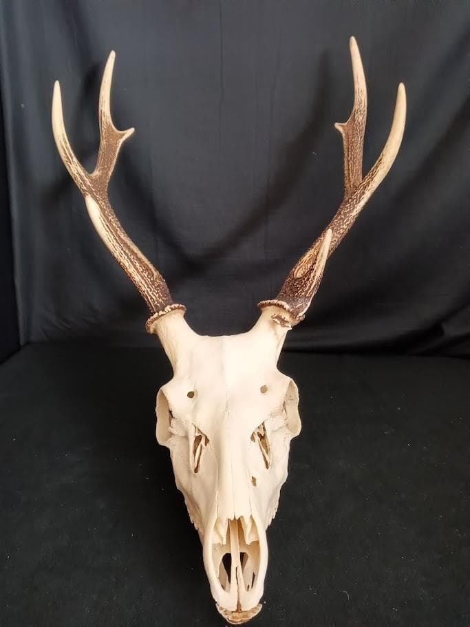 【角付き骨格標本】種名　ニホンジカ　♂　58Kg