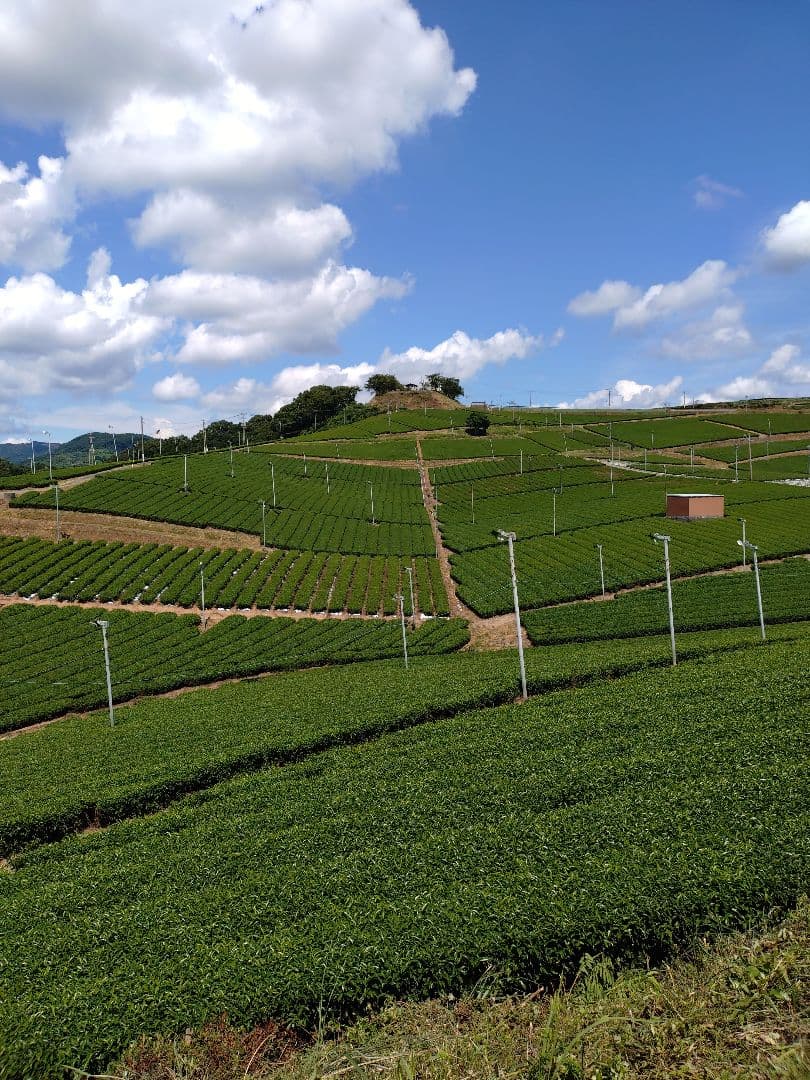 連休値下げ！高級抹茶 五十鈴 青嵐 2缶セット