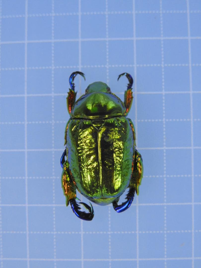 標本 Brazil Pelidnota cyanitarsis 20mm