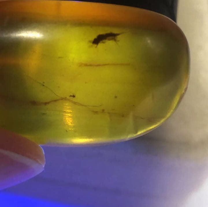 虫琥珀 虫入り アンバー  こはく 天然 ユニーク 天然石 虫入り