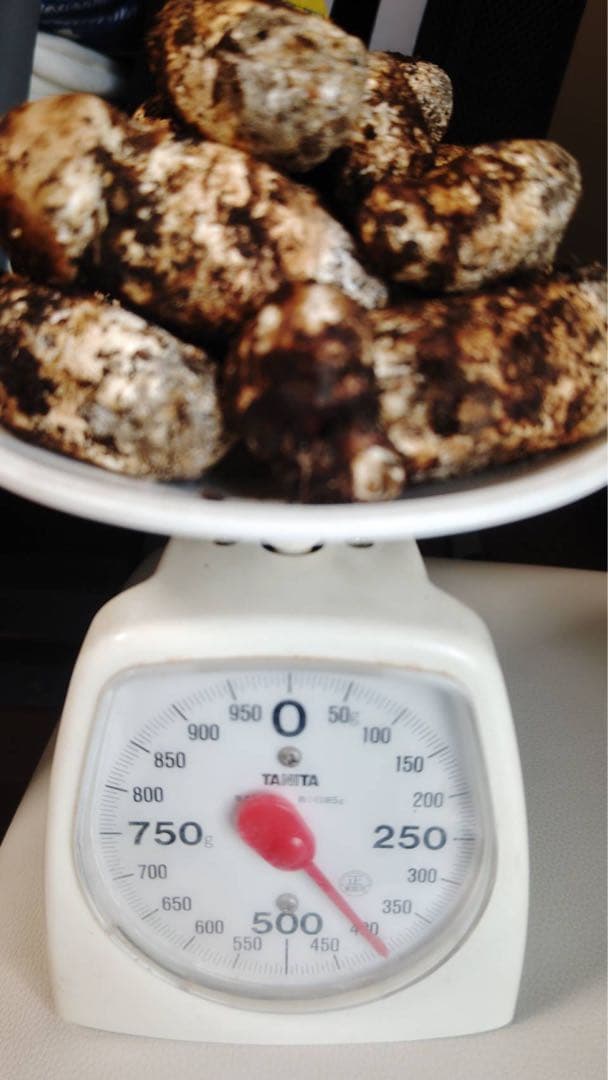 国産松茸 400g 13本 兵庫北部 但馬産 特上 10/24 朝