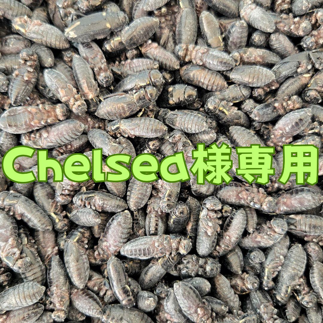 爬虫類・両生類のエサ Chelsea