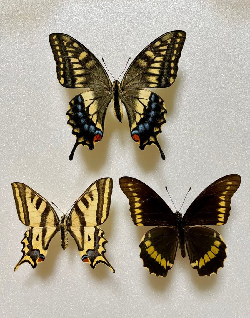 【3頭セット】キアゲハ、ポリタマスアオジャコウ、パピリオアレクサノール