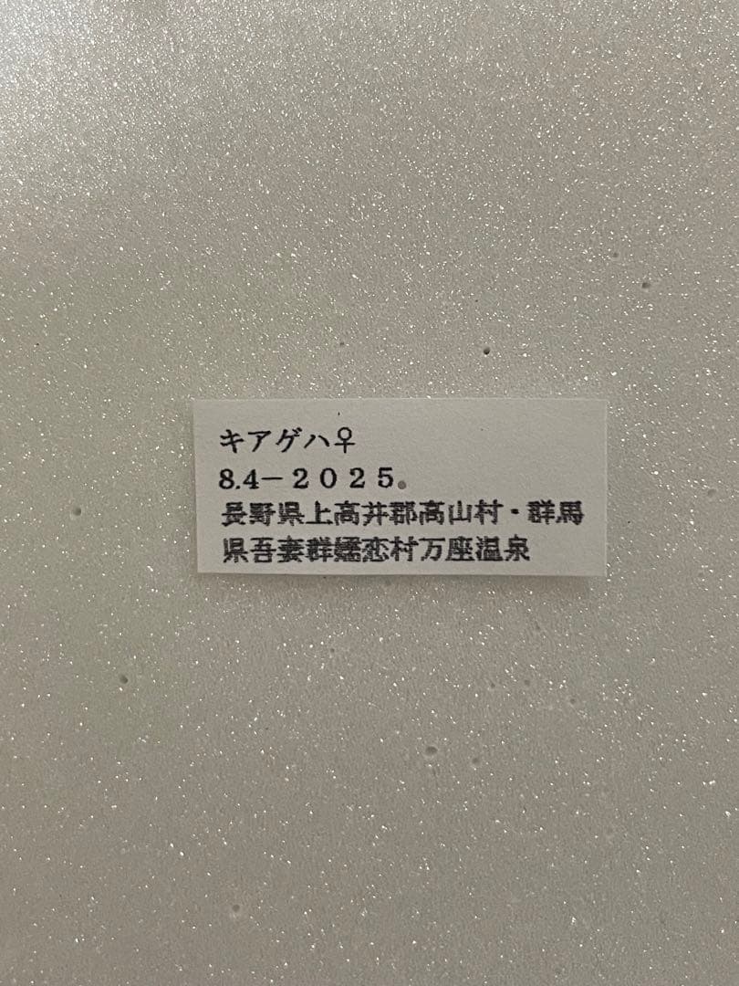 【3頭セット】キアゲハ、ポリタマスアオジャコウ、パピリオアレクサノール