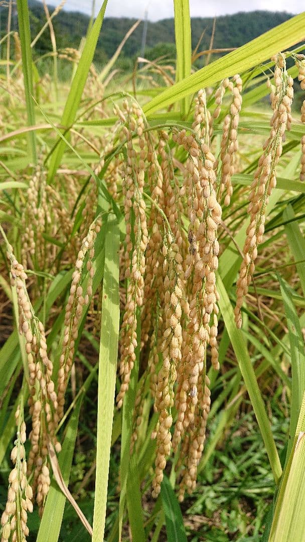 令和7年 兵庫県産コシヒカリ 玄米30キロ