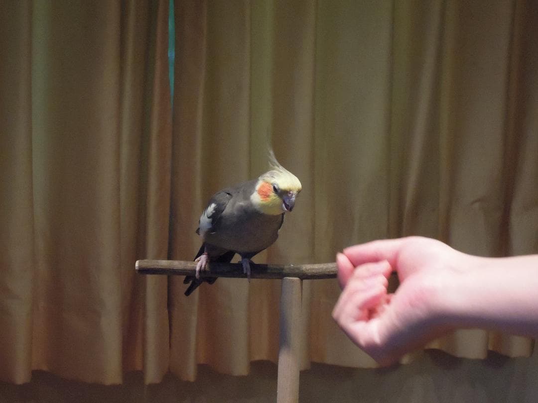 天然木 鳥さん用 高い 止まり木 スタンド 高さ94センチ