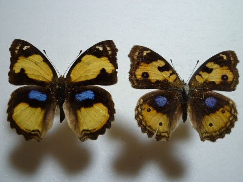 ルリボシタテハモドキ♀♂/J.hierta/香港産/♀54mm♂52.4mm