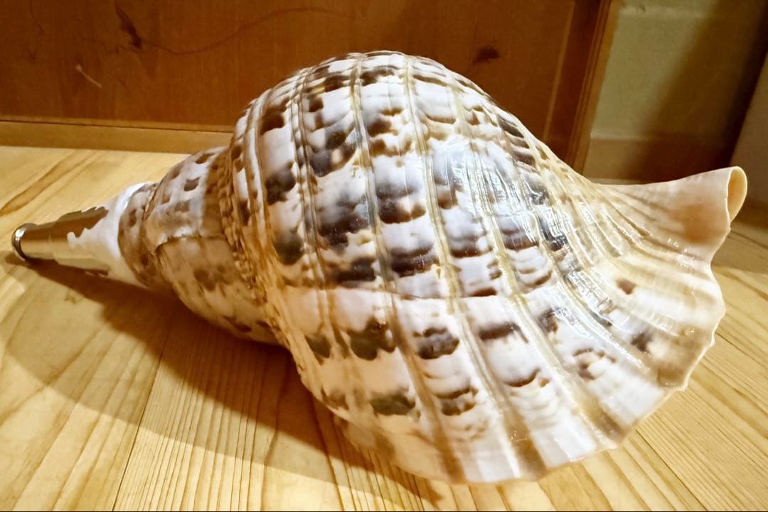 大型39.5㎝修験道法螺貝　山伏　密教　魔除け　熊よけ❣️ホラガイ　ほら貝