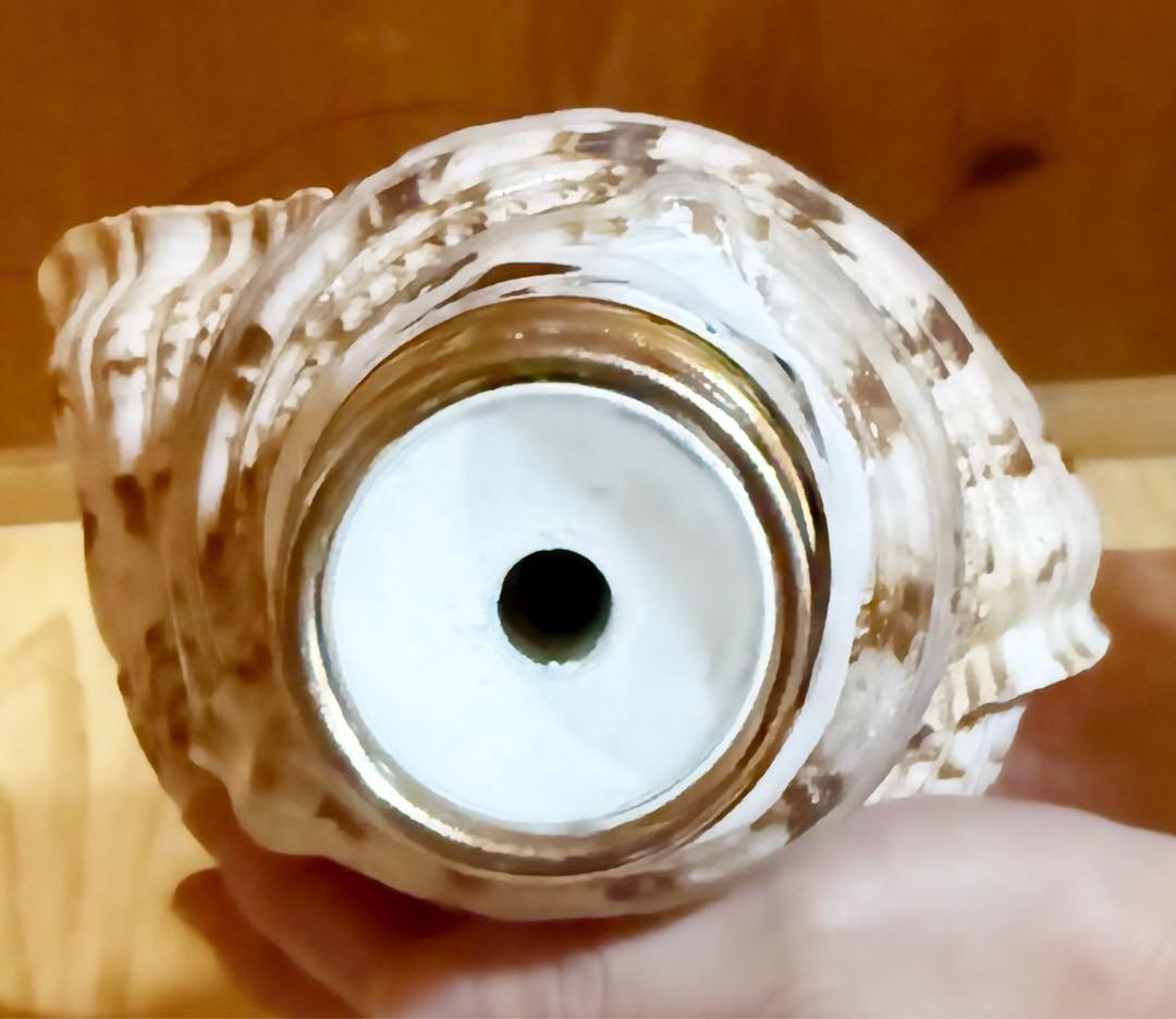 大型39.5㎝修験道法螺貝　山伏　密教　魔除け　熊よけ❣️ホラガイ　ほら貝