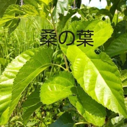 乾燥葉 乾燥野菜 ◎セミオーダーページ◎ ウサギ ハムスター リクガメ 他