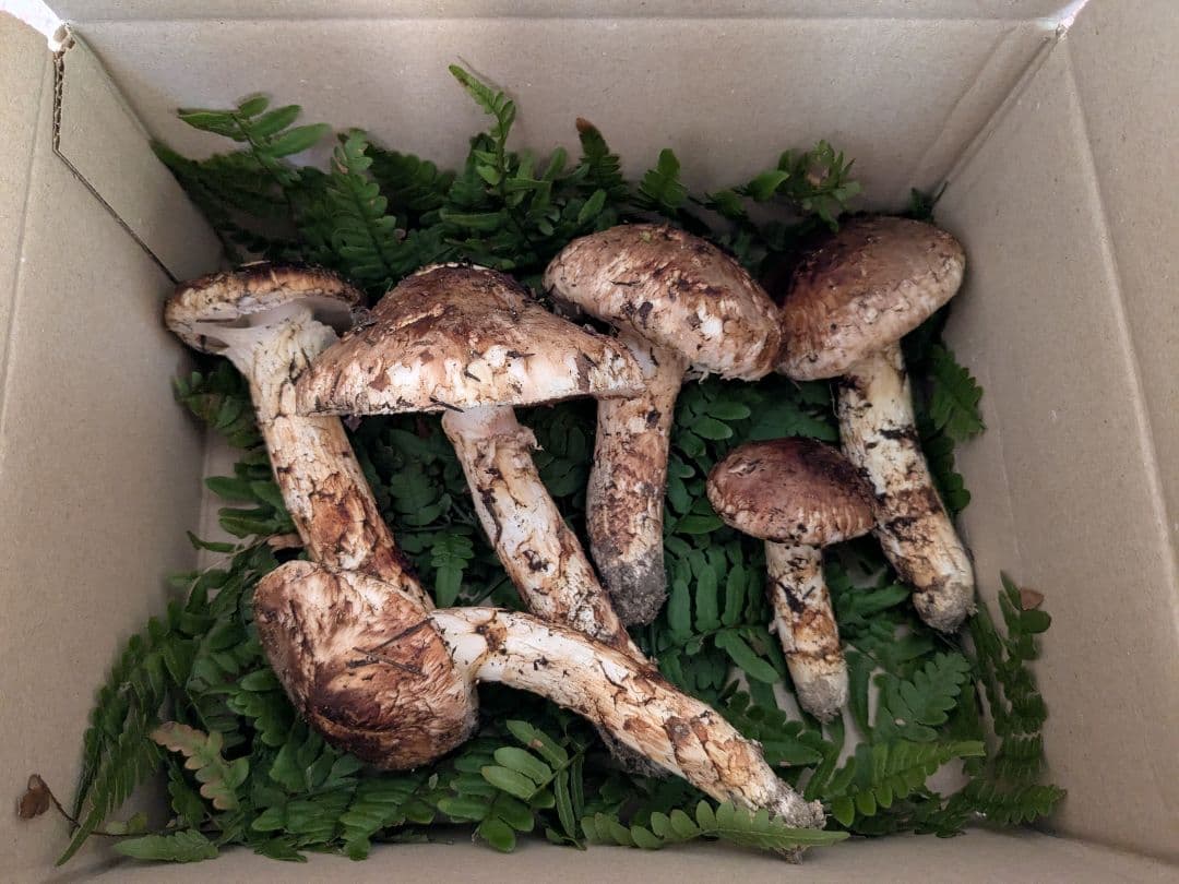 岩手県岩泉産　松茸350g