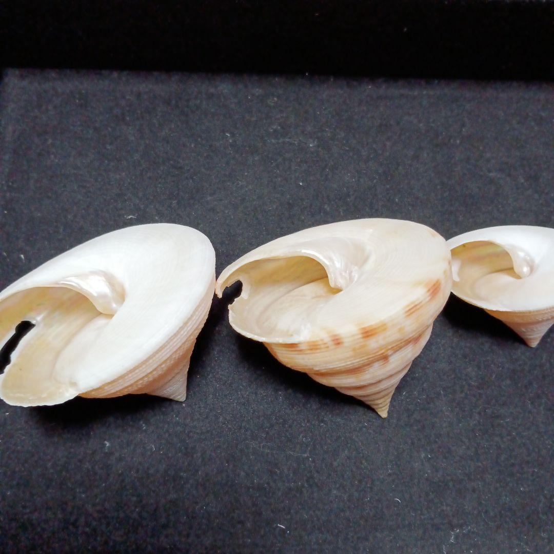 貝殻標本　オキナエビス　の仲間