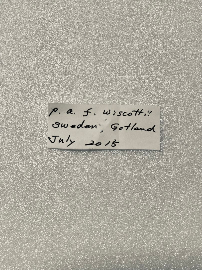 【異常型】パルナシウス・アポロ・ウィスコッティ（1オス、スウェーデン産）