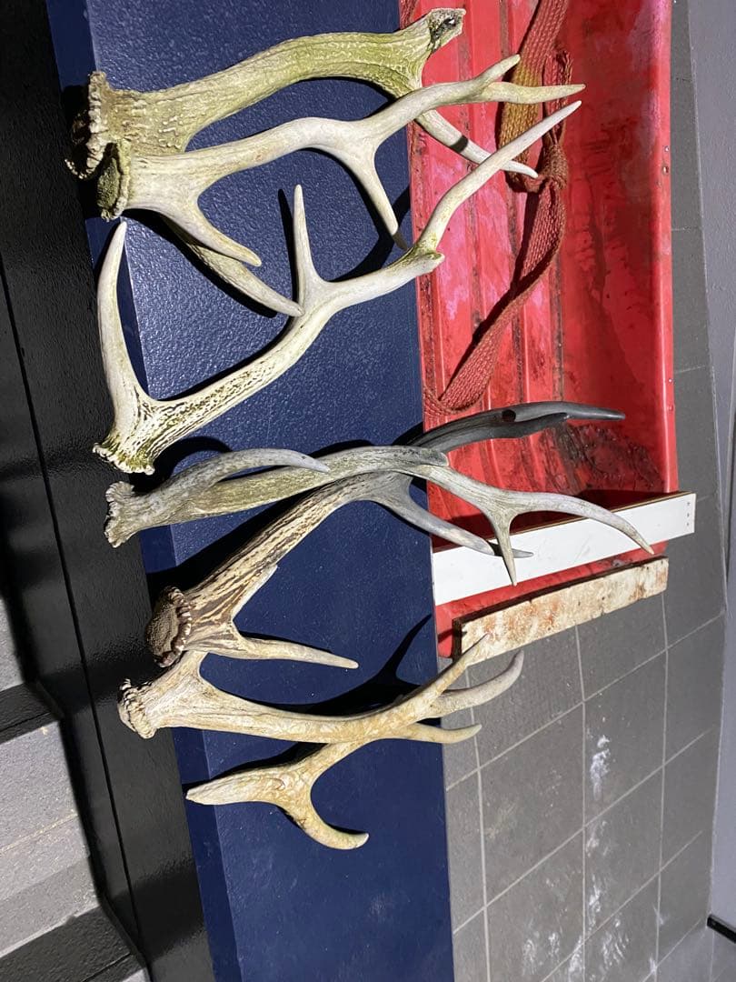 蝦夷鹿の角　58本分　ハネ品7本分無料