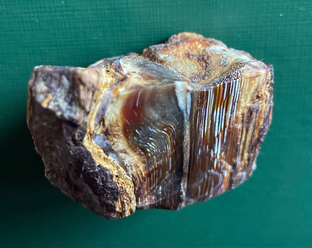 珪化木 花巻市 木目クッキリ❗️ 貴重‼️