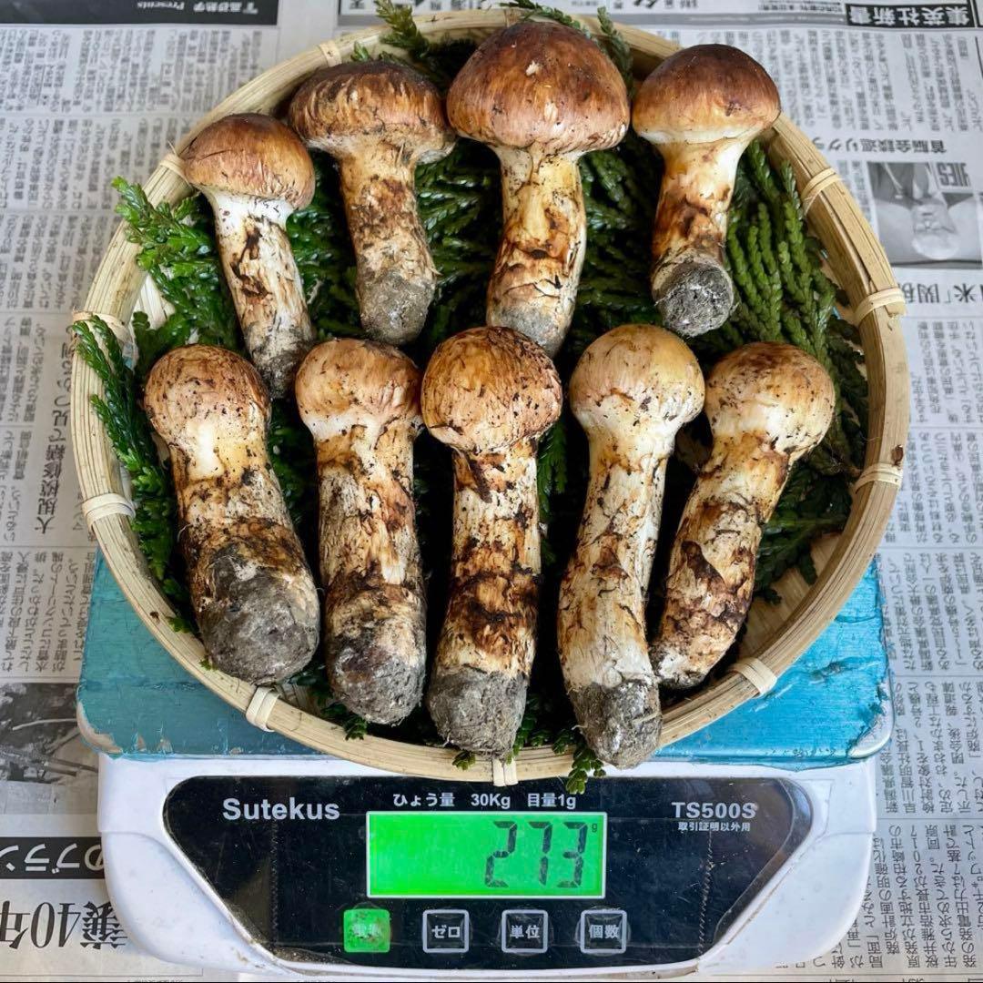 天然きのこ 松茸 国産 良品‼️ マツタケ まつたけ 大自然の凛さん採取その159