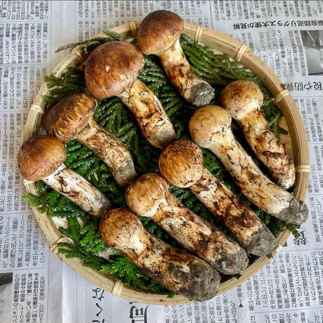 天然きのこ 松茸 国産 良品‼️ マツタケ まつたけ 大自然の凛さん採取その159