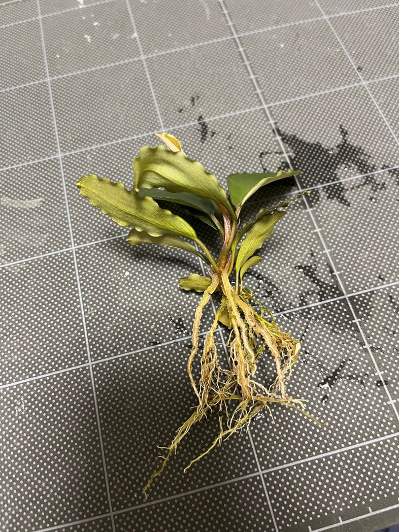 【山水苑タグ付き】Bucephalandra sp. \"AW No1\"