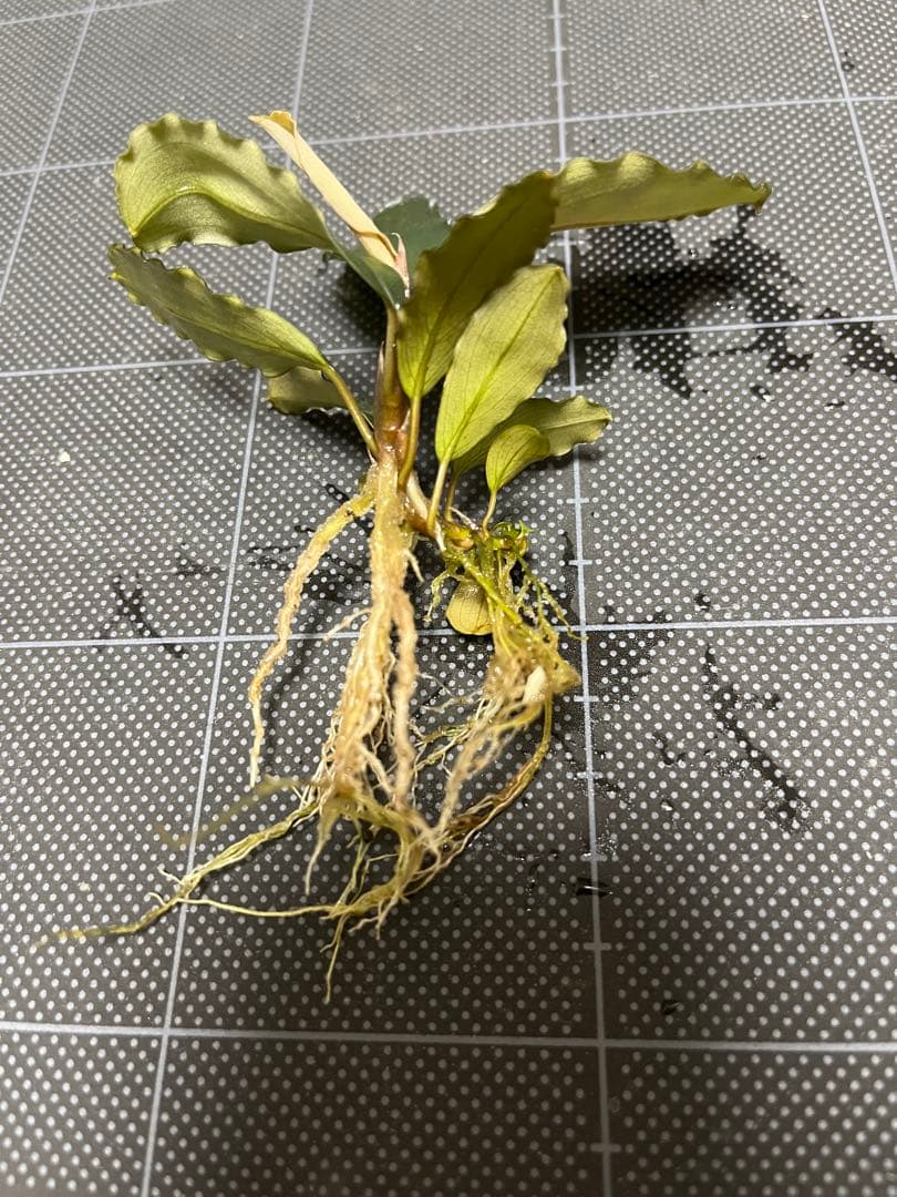 【山水苑タグ付き】Bucephalandra sp. \"AW No1\"