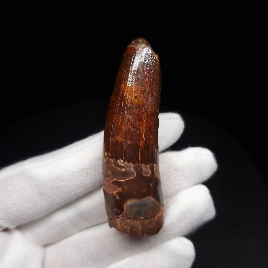 美品 スピノサウルス 本物 モロッコ産 56.58mm sp474