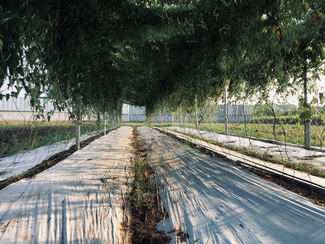 栃木県産自然薯 20kg 真空パック